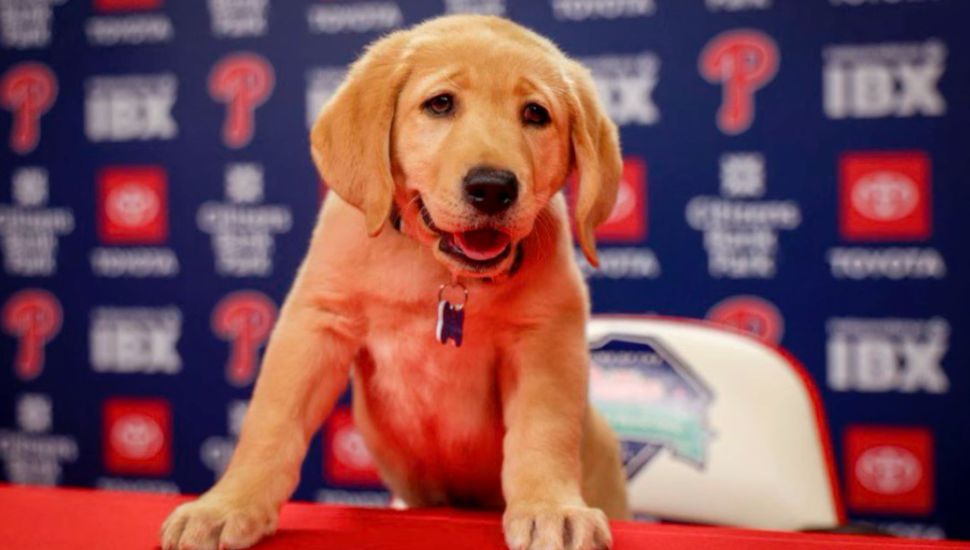 Phillies pup Tugger.