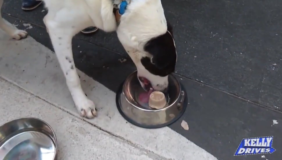 A dog from the Providence Animal Center enjoys dessert at the White Dog Cafe in Glen Mills.