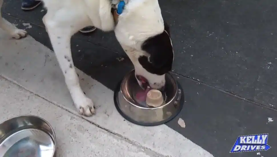 A dog from the Providence Animal Center enjoys dessert at the White Dog Cafe in Glen Mills.