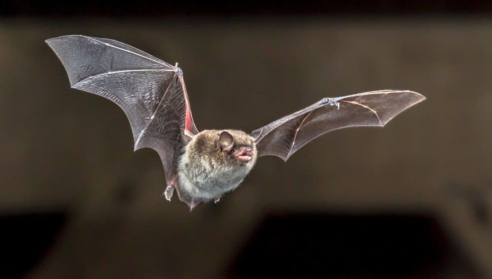 A bat in flight.