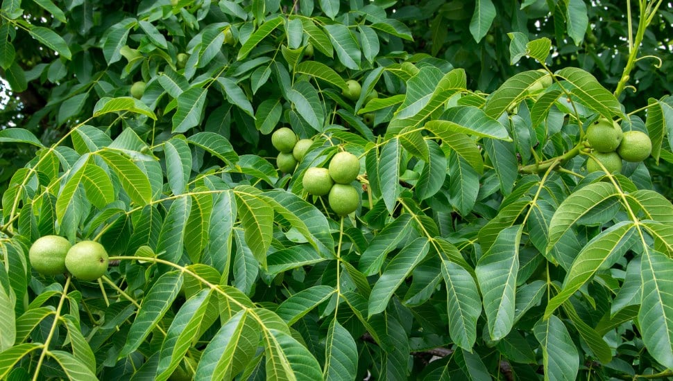 Nut trees in bloom