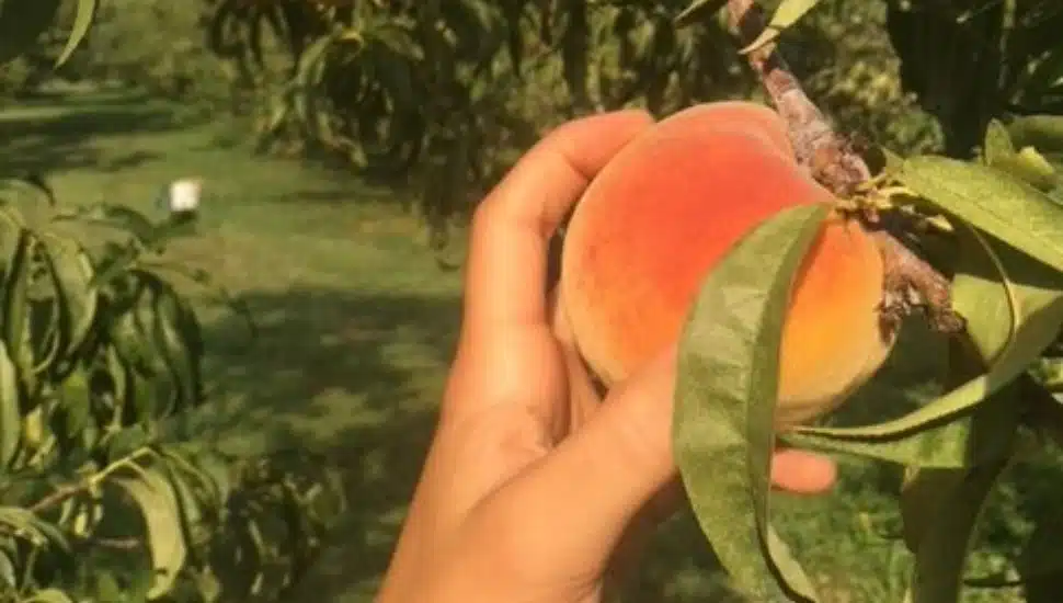 Picking a peach off of the vine at Indian Orchards Farm the Media Borough area.