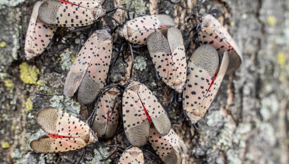 A swarm of Spotted Lanterflies.