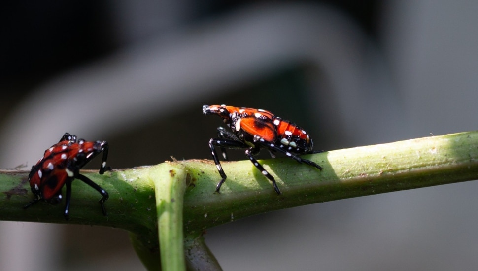 Spotted lanternfly on grapevine.