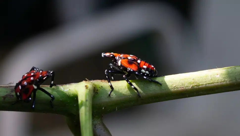 Spotted lanternfly on grapevine.