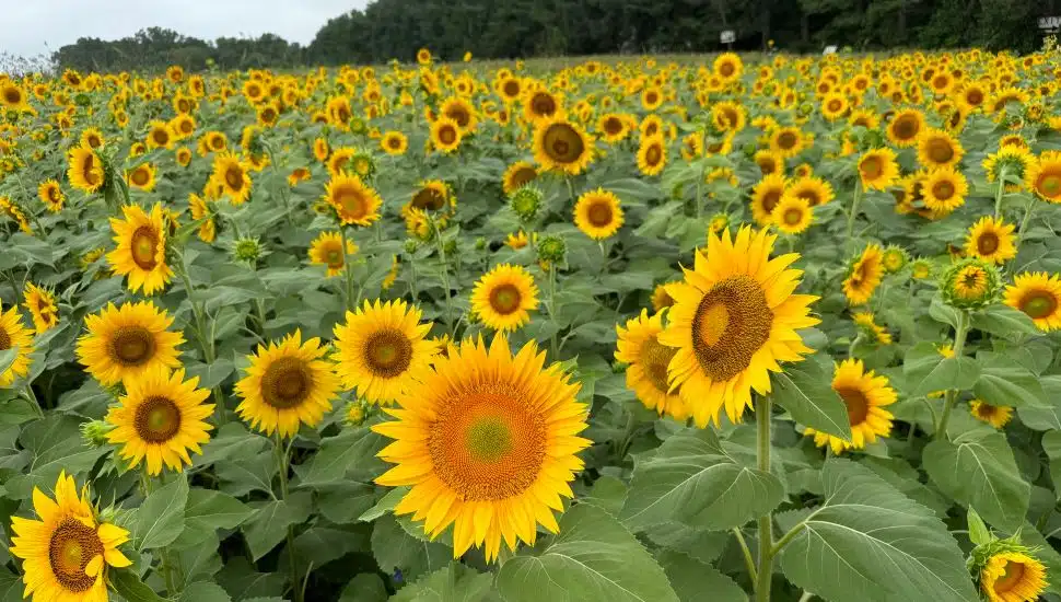 Celebrate Summer with a Sunflower Festival at Linvilla Orchards