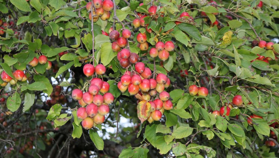 A tree with nuts on it.