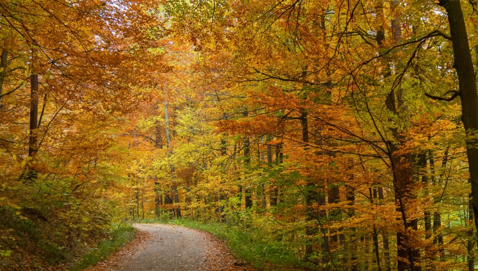 A country road with trees in full fall foliage.