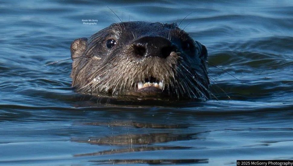 A river otter in his natural environment.