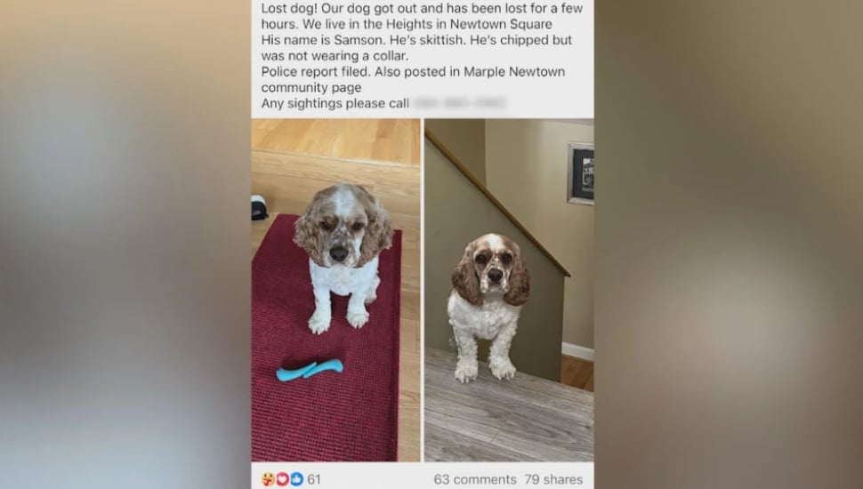 Angela Ruberto Rodden's Facebook post about her lost dog, a cocker spaniel named Samson, shown here.