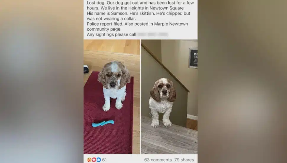 Lost Newtown Square Dog Rescued by a Thermal Drone Pilot