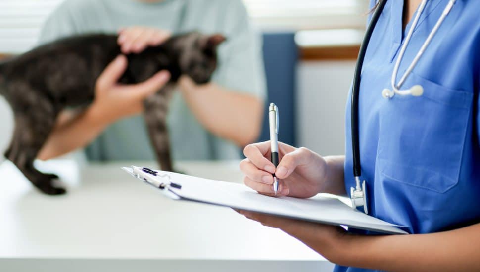 Doctor veterinarian is holding cute cat at vet clinic. Pet check up and vaccination. Health care.