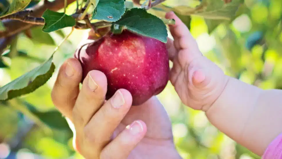A father and baby's hand reaches for an apple on the tree.