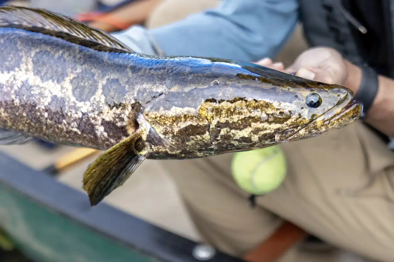 A Northern snakehead up close.