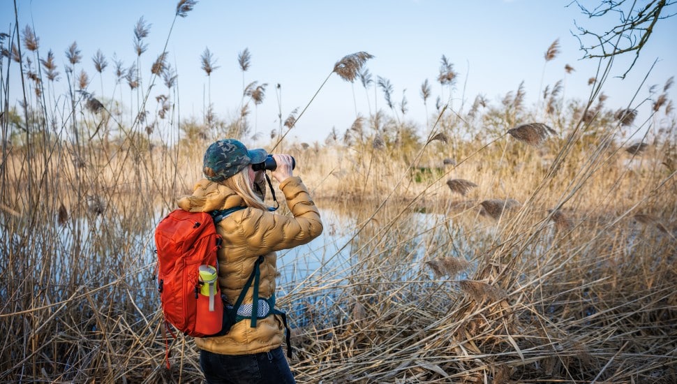A bird watcher in the marshes checking for birds.