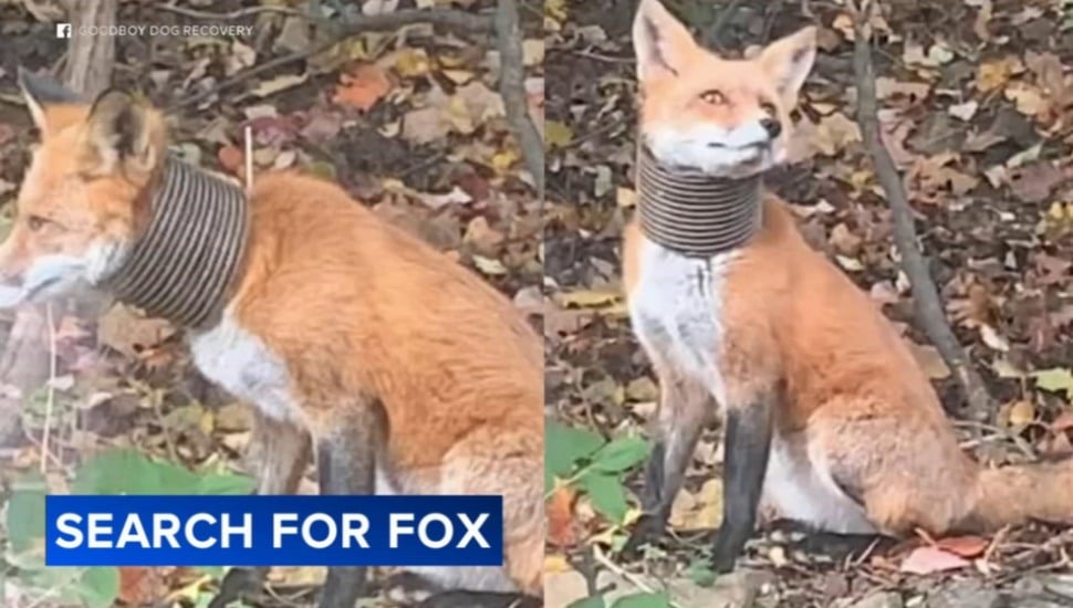 This fox was spotted in Broomall with plastic tubing wrapped around its neck.