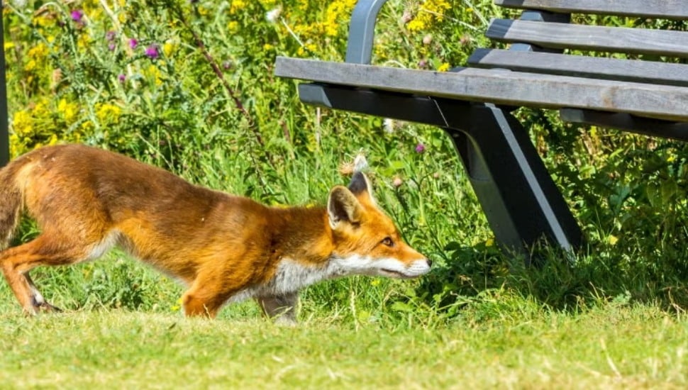 A fox is spotted near a Philadelphia park bench.
