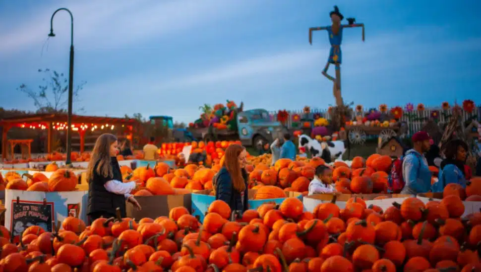 Pumpkins galore for sale at Linvilla Orchards.