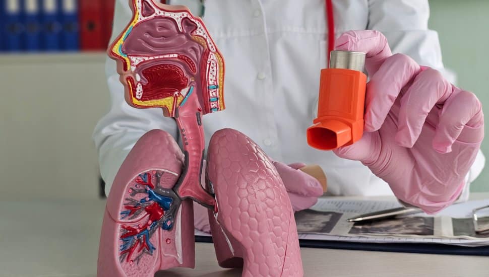 A technician holds an inhaler behind a model of human lungs.