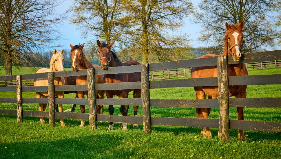 A farm with horses behind a fence.