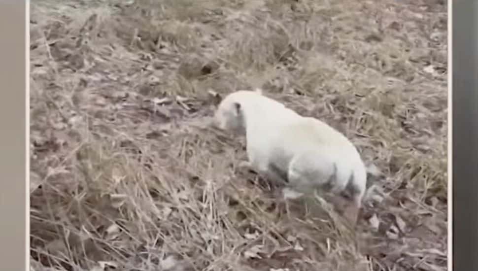 Rescuers Save Dog After Frigid Creek Fall in Exton