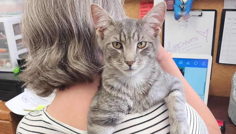 A woman holds a cat over her shoulder.