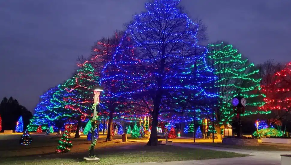The trees of Rose Tree Park are aglow at the Festival of Lights in Media.