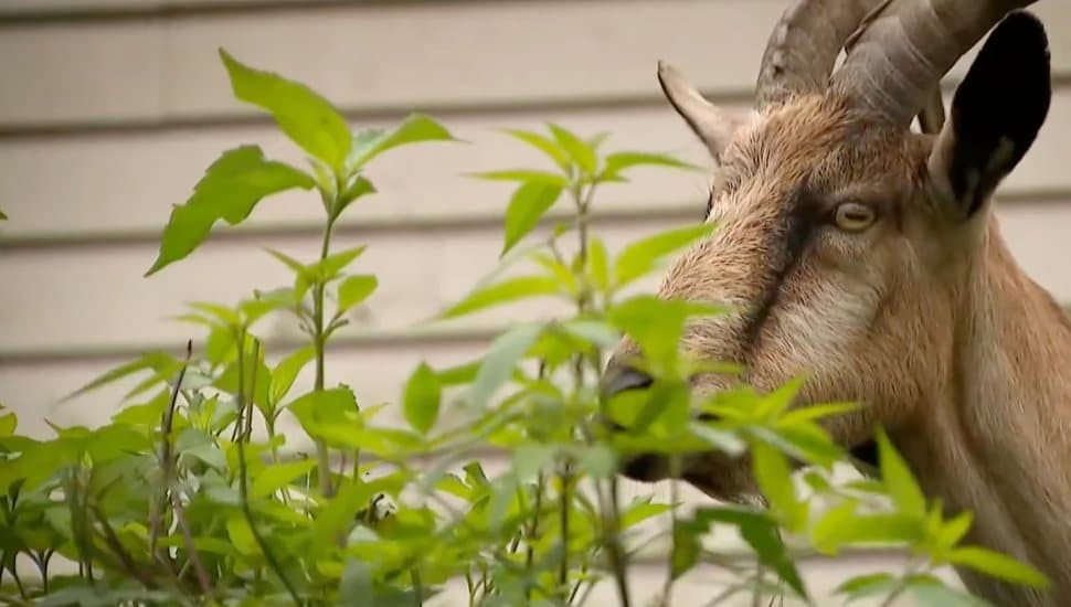 A goat eats some plants.