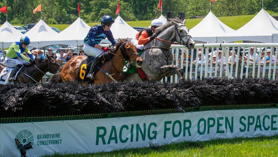 Horses with jockey compete at the Radnor Hunt.