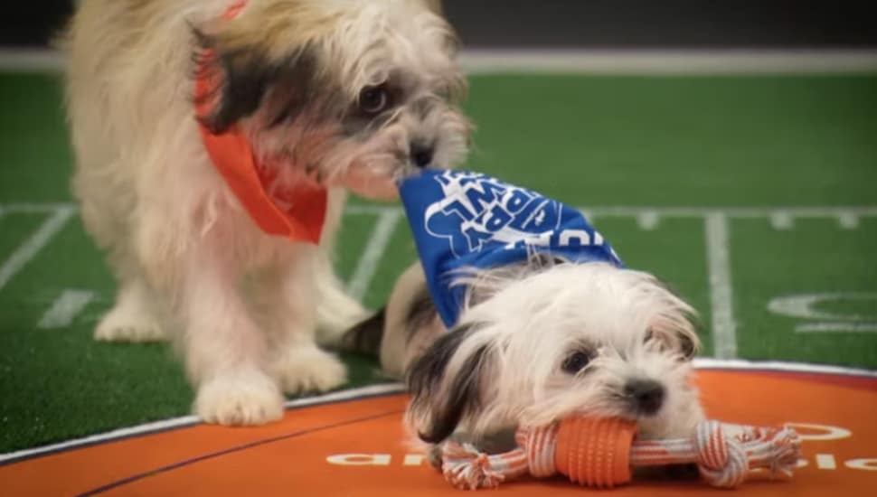 Puppies from Team Ruff and Team Fluff battle it out on the field at the annual Puppy Bowl.