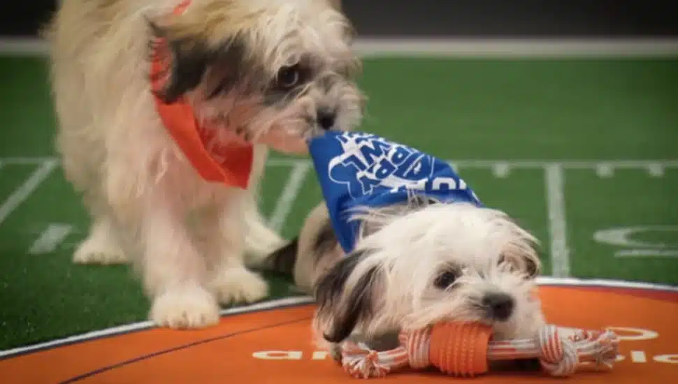 Puppies from Team Ruff and Team Fluff battle it out on the field at the annual Puppy Bowl.