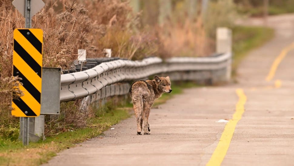 Hiker Attacked by Coyote on Chester County Trail