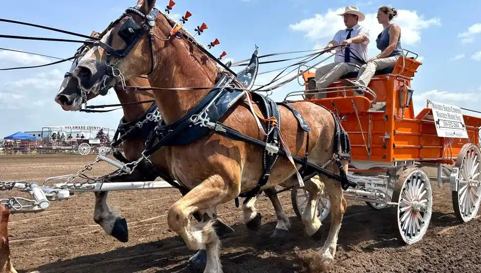 Twin horses pull a carriage during the 2025 Delaware County Fair in Delaware County Iowa.
