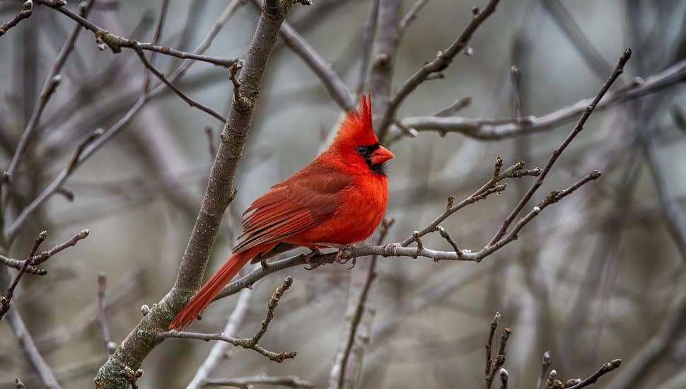 Another Chester County Town Considers Becoming Designated ‘Bird Town’
