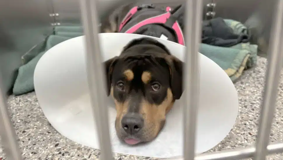 Nala waits in the Lucy’s Dog Kennels at The Spayed Club after surgery.