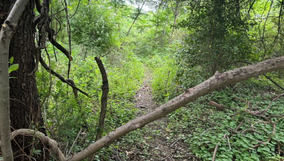An informal path through the wilderness interior of Delco Woods.