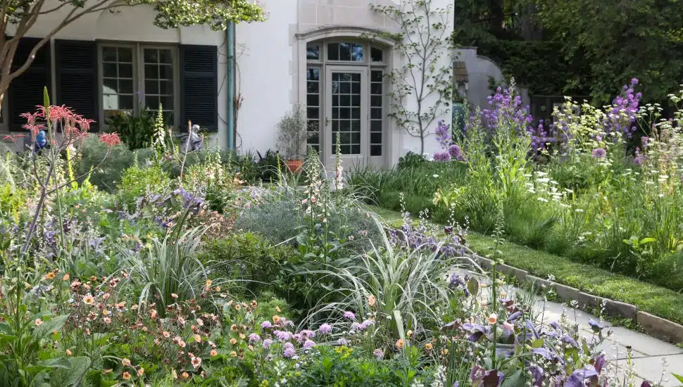 Flowers in bloom at Chanticleer Garden.
