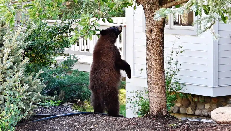 Black Bear Sightings in Delaware County: How Homeowners Can Keep Them Away