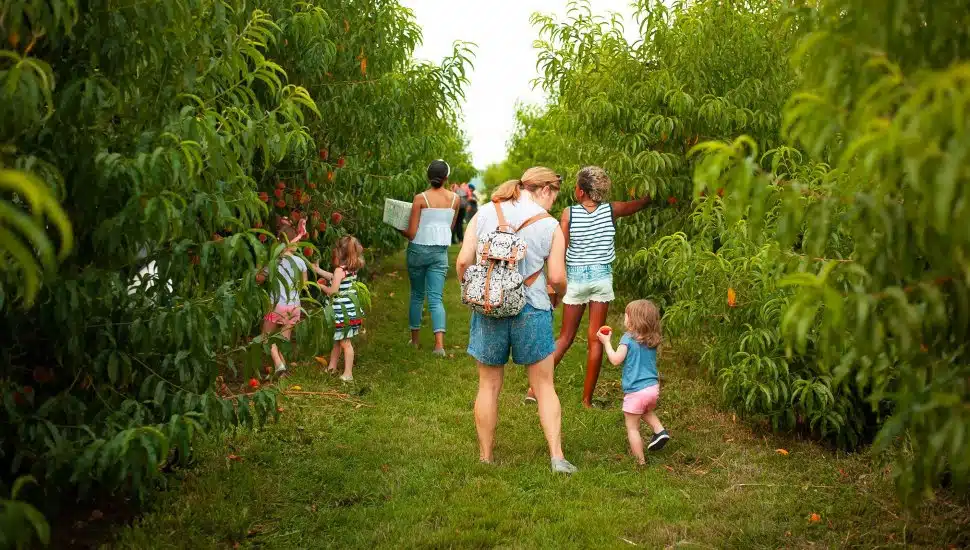 Families picking apples at Linvilla Orchards.